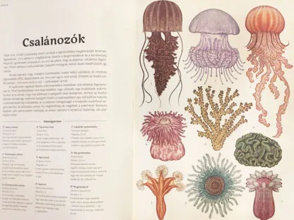 Katie Scott: Animalium