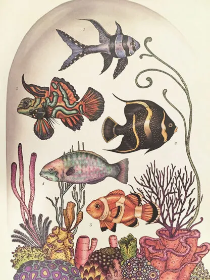 Katie Scott: Animalium