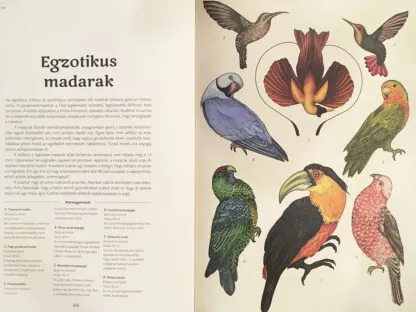 Katie Scott: Animalium